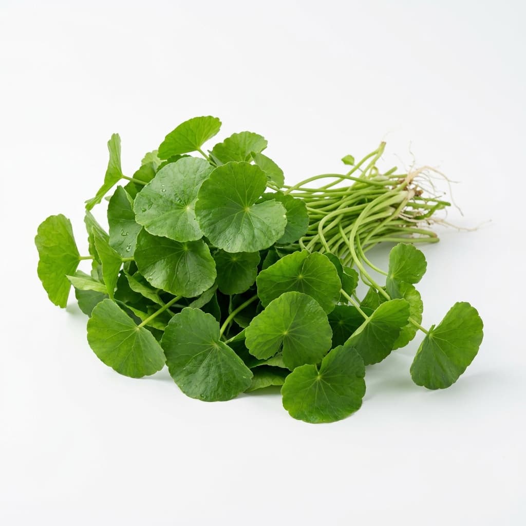Rau má lá lớn